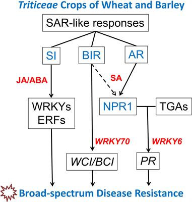 Enhancement of broad-spectrum disease resistance in wheat through key genes involved in systemic acquired resistance